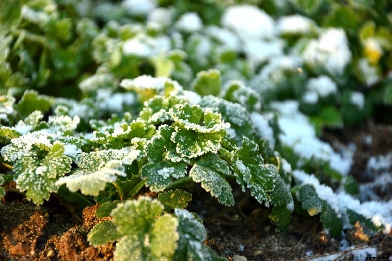 Winter Gardening Care, Tips, and Ideas