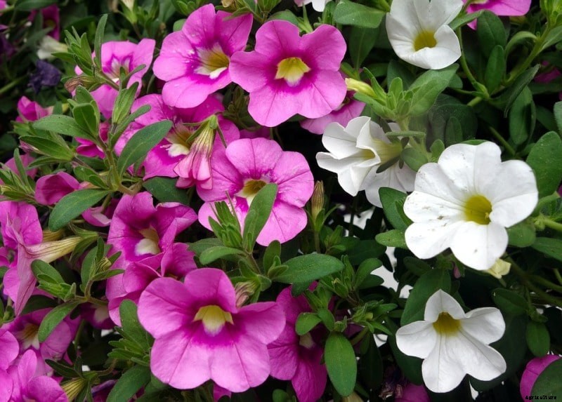 Pest Repellent Plants Guide for Your Garden