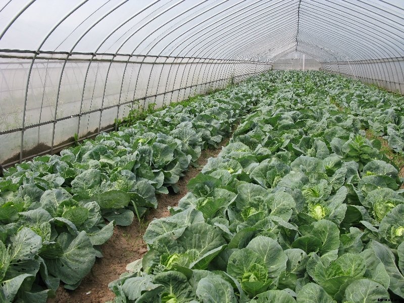 Polyhouse Vegetable Gardening In India