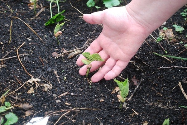 Gardening Soil Types, Role of Soil in Home Garden