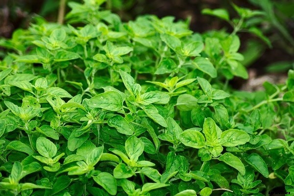 Growing Herbs in Backyard of Home Garden
