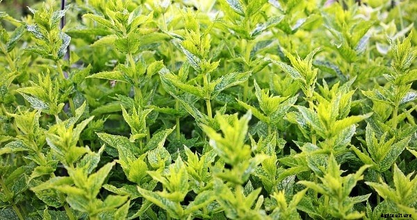 Growing Herbs in Backyard of Home Garden