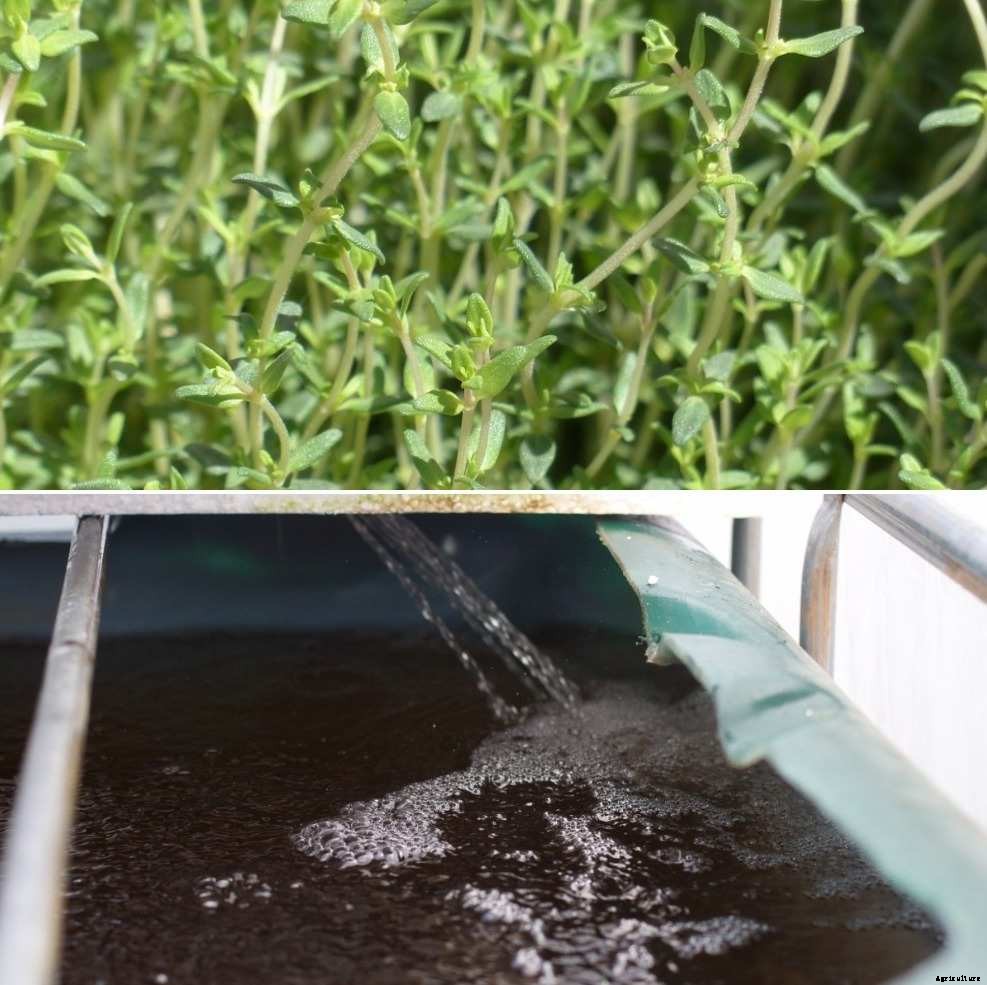 Growing Medicinal Plants in Aquaponics – a Full Guide