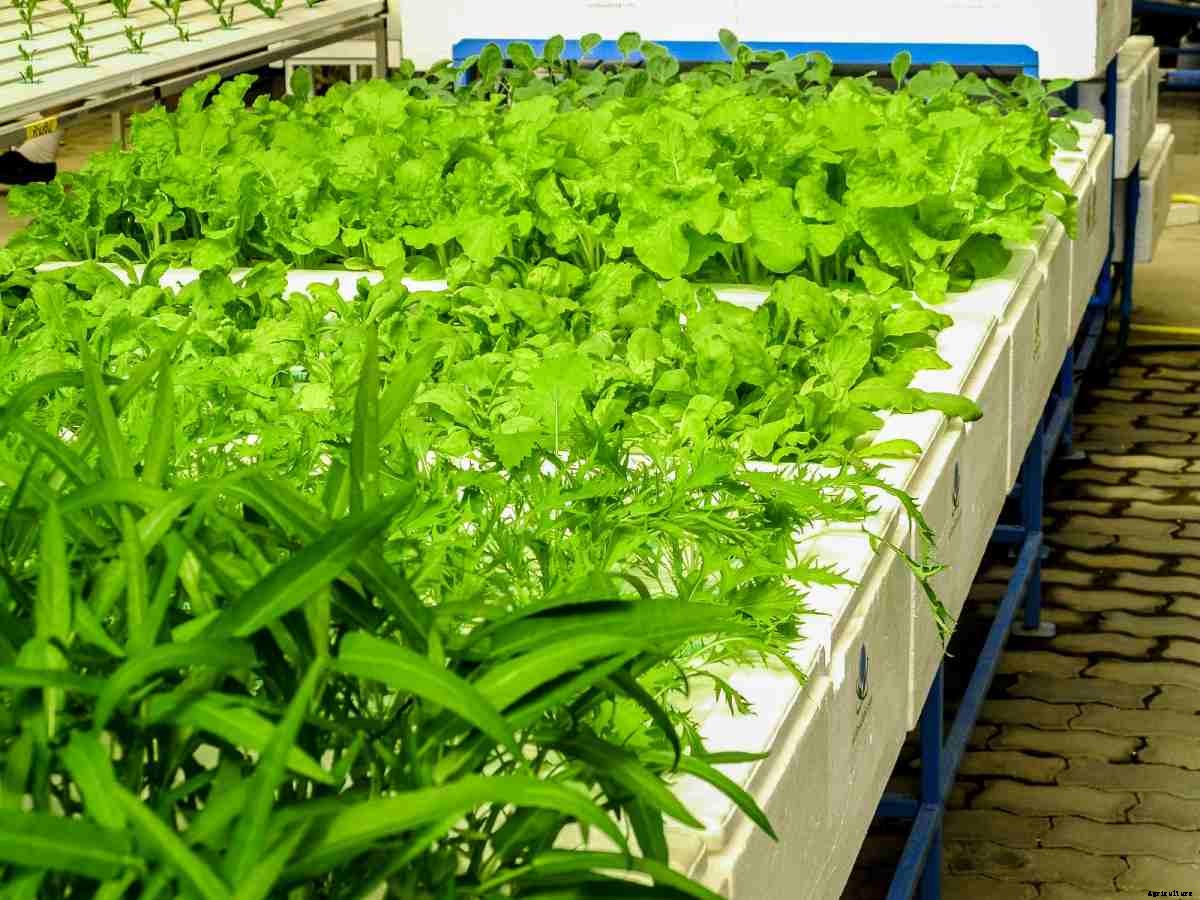 Terrace Hydroponic Gardening – a Full Guide