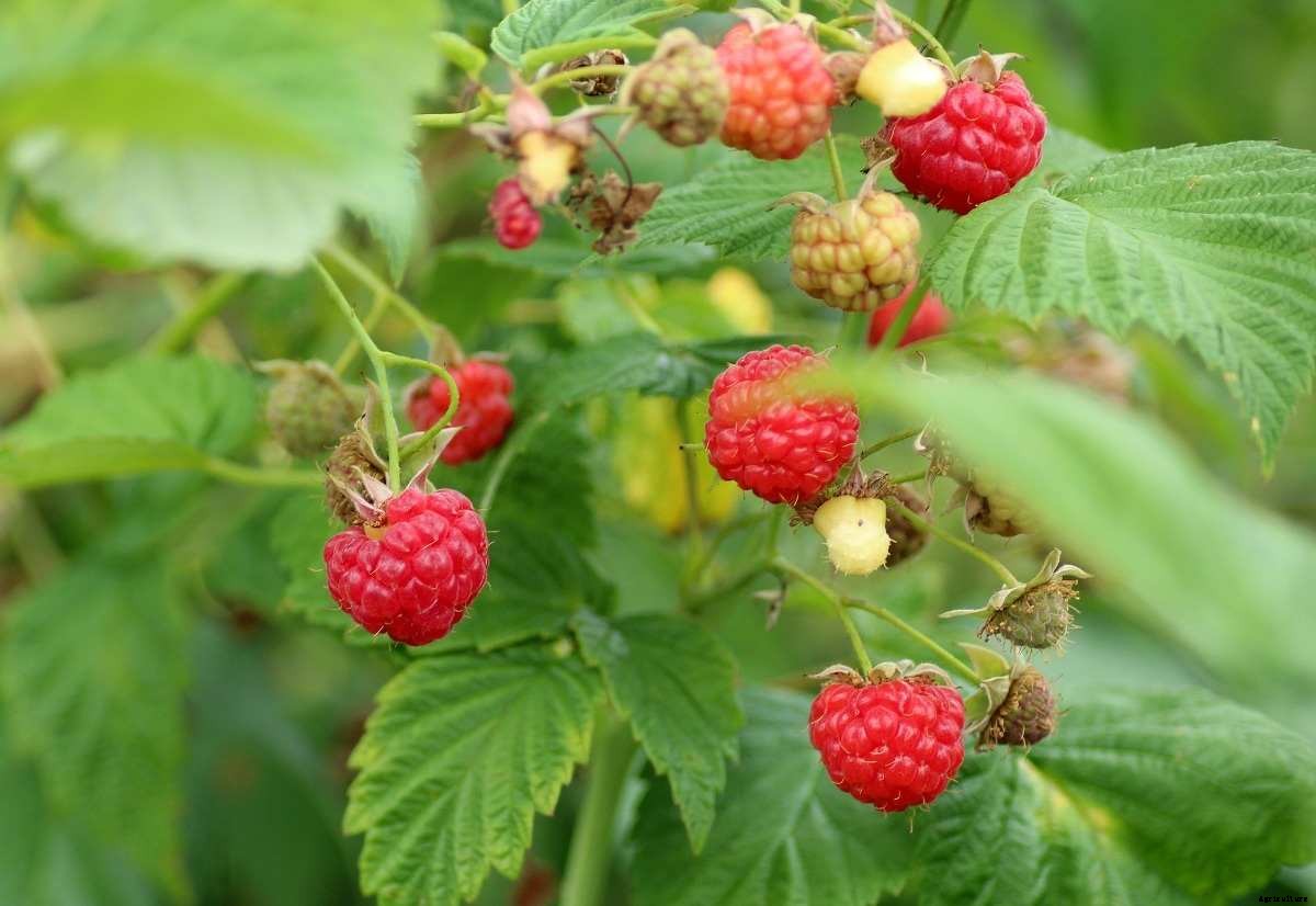 Growing Raspberries Hydroponically – a Full Guide