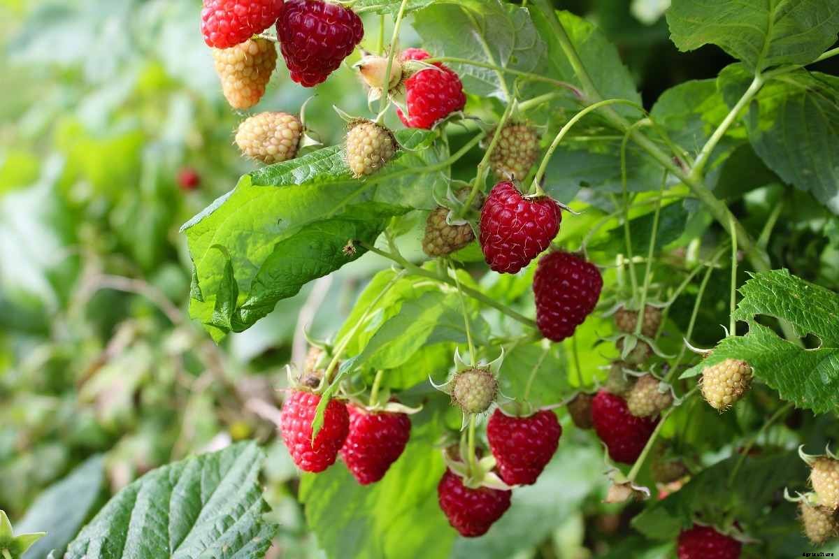 Growing Raspberries Hydroponically – a Full Guide