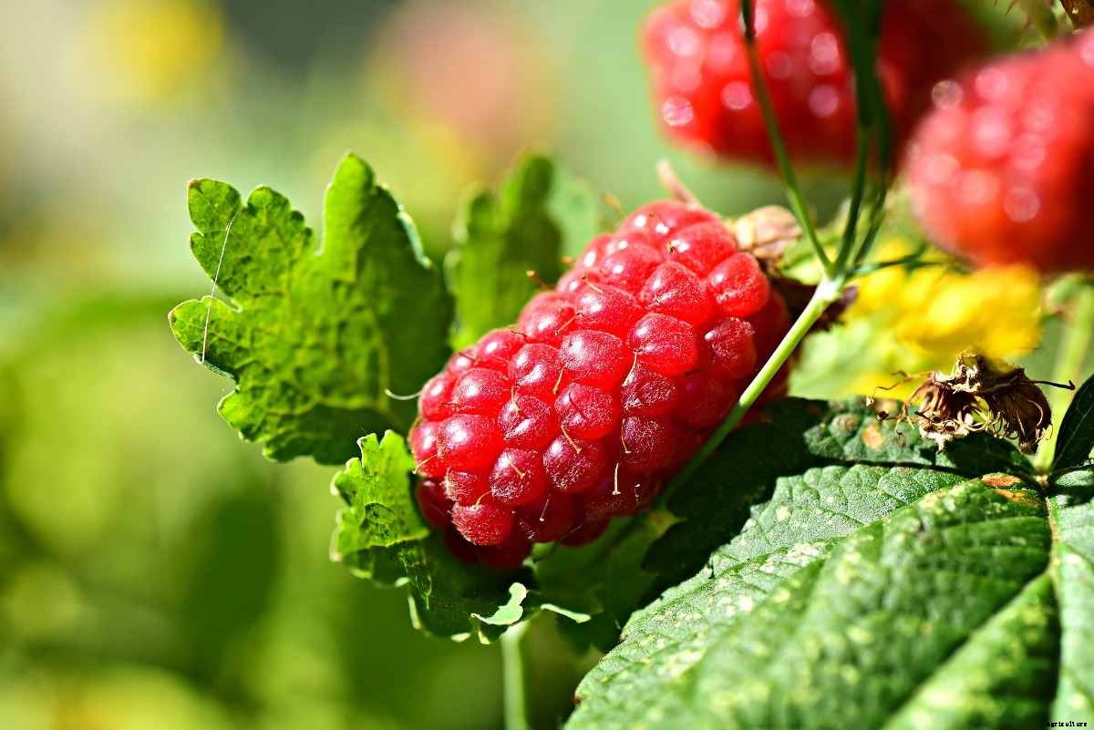 Growing Raspberries Hydroponically – a Full Guide