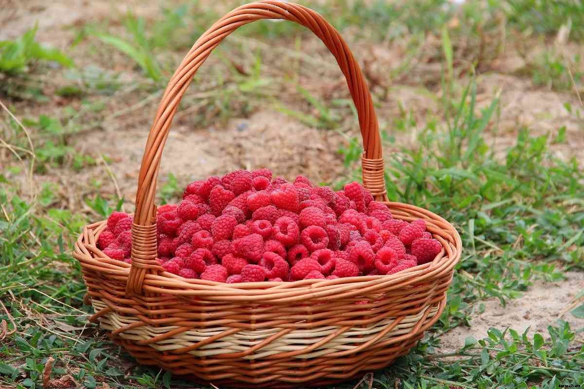Growing Raspberries Hydroponically – a Full Guide