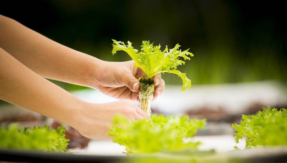 Hydroponic Farming in the Balcony – a Full Guide