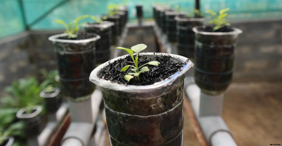 Hydroponic Farming in the Balcony – a Full Guide