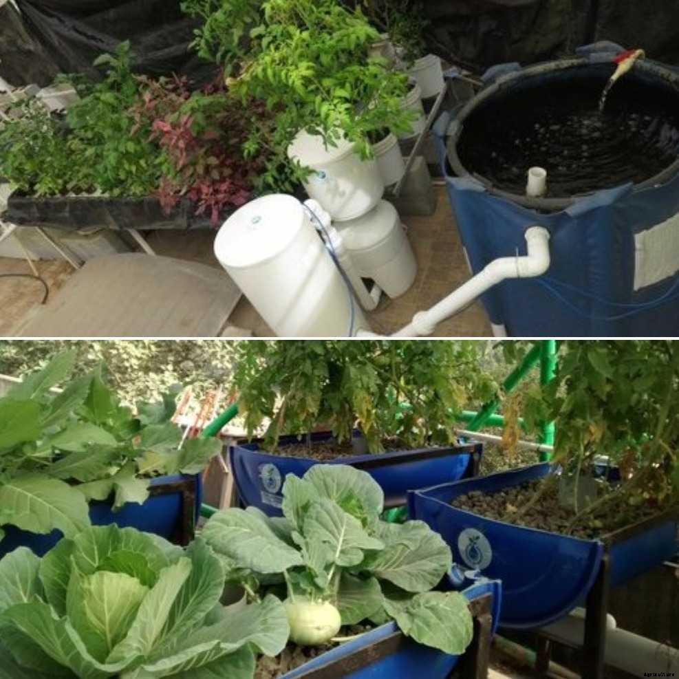 How to Build an Aquaponics System – a Beginners Guide