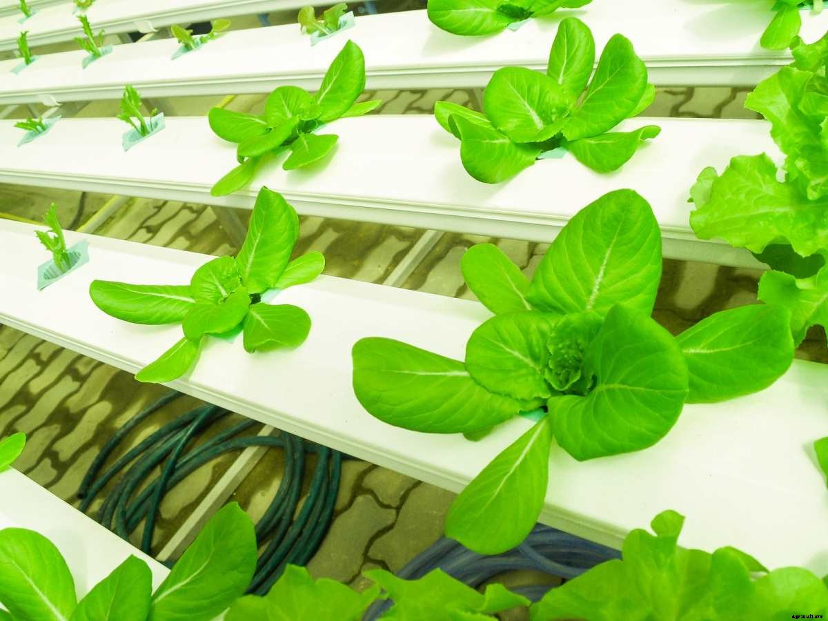 Hydroponic Expert Tips, Plans, and Secrets