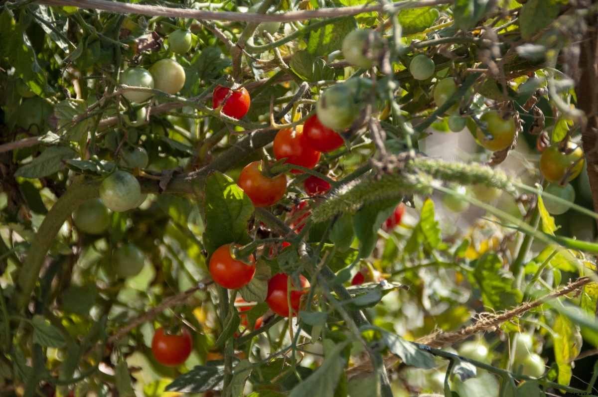 Growing Cherry Tomatoes Hydroponically – a Ful Guide