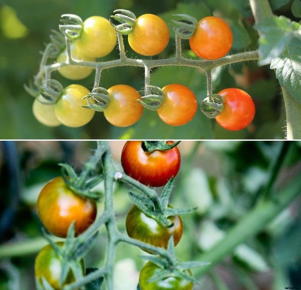 Growing Cherry Tomatoes Hydroponically – a Ful Guide