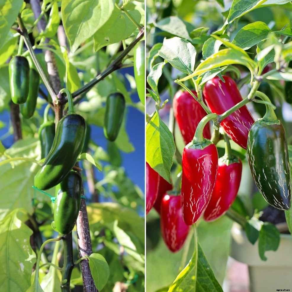 Growing Jalapeno Hydroponically – a Full Guide