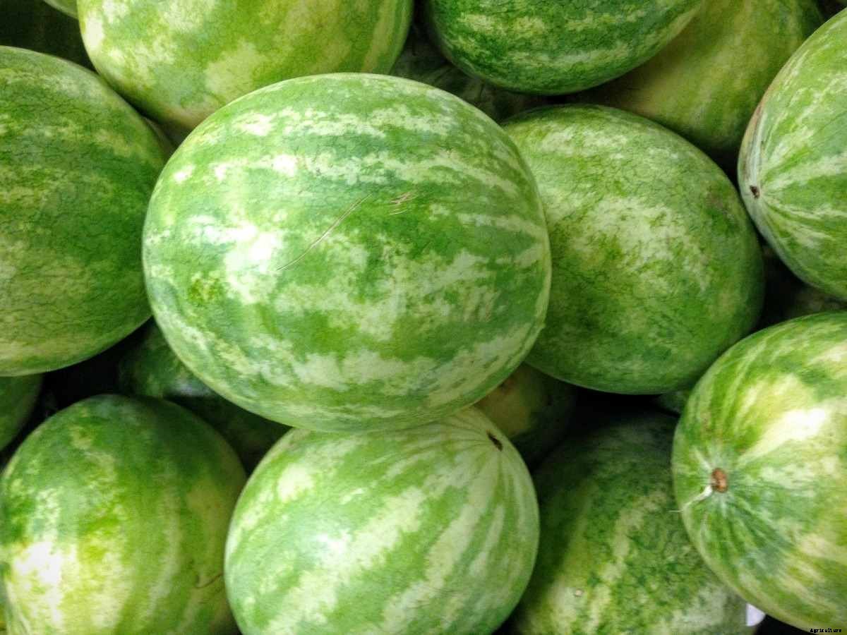 Growing Watermelons Hydroponically- a Full Guide
