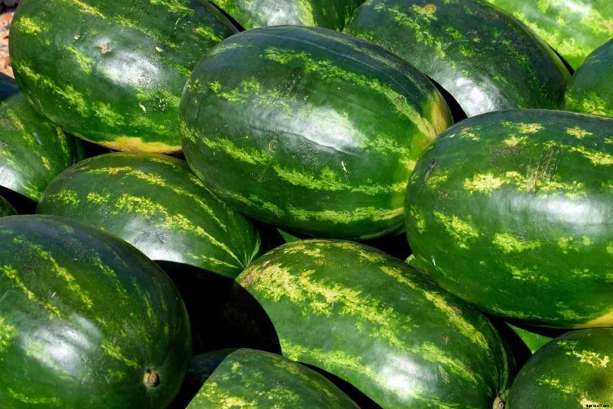 Growing Watermelons Hydroponically- a Full Guide