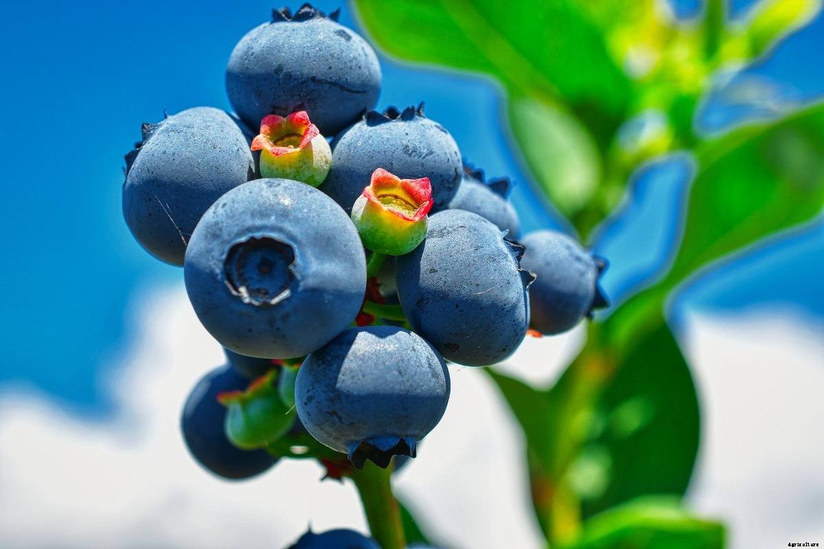 Growing Hydroponic Blueberries – a Full Guide