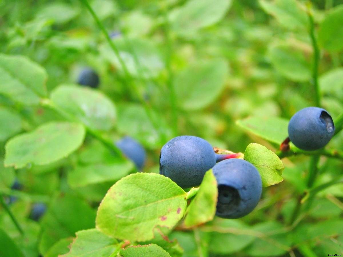 Growing Hydroponic Blueberries – a Full Guide