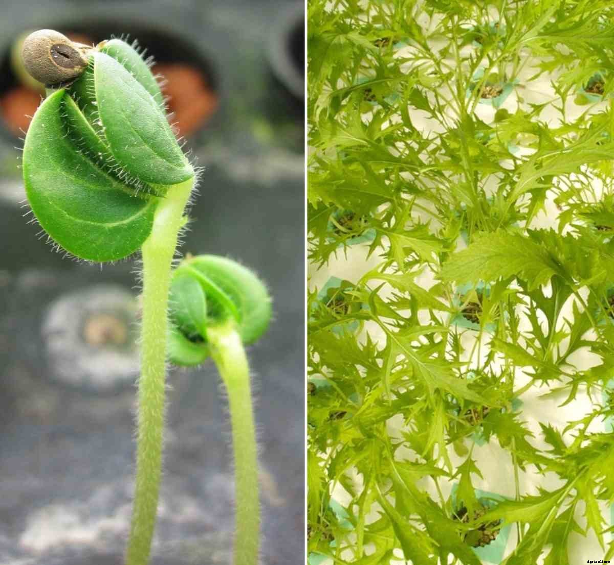 Hydroponic Seed Germination – a Full Guide