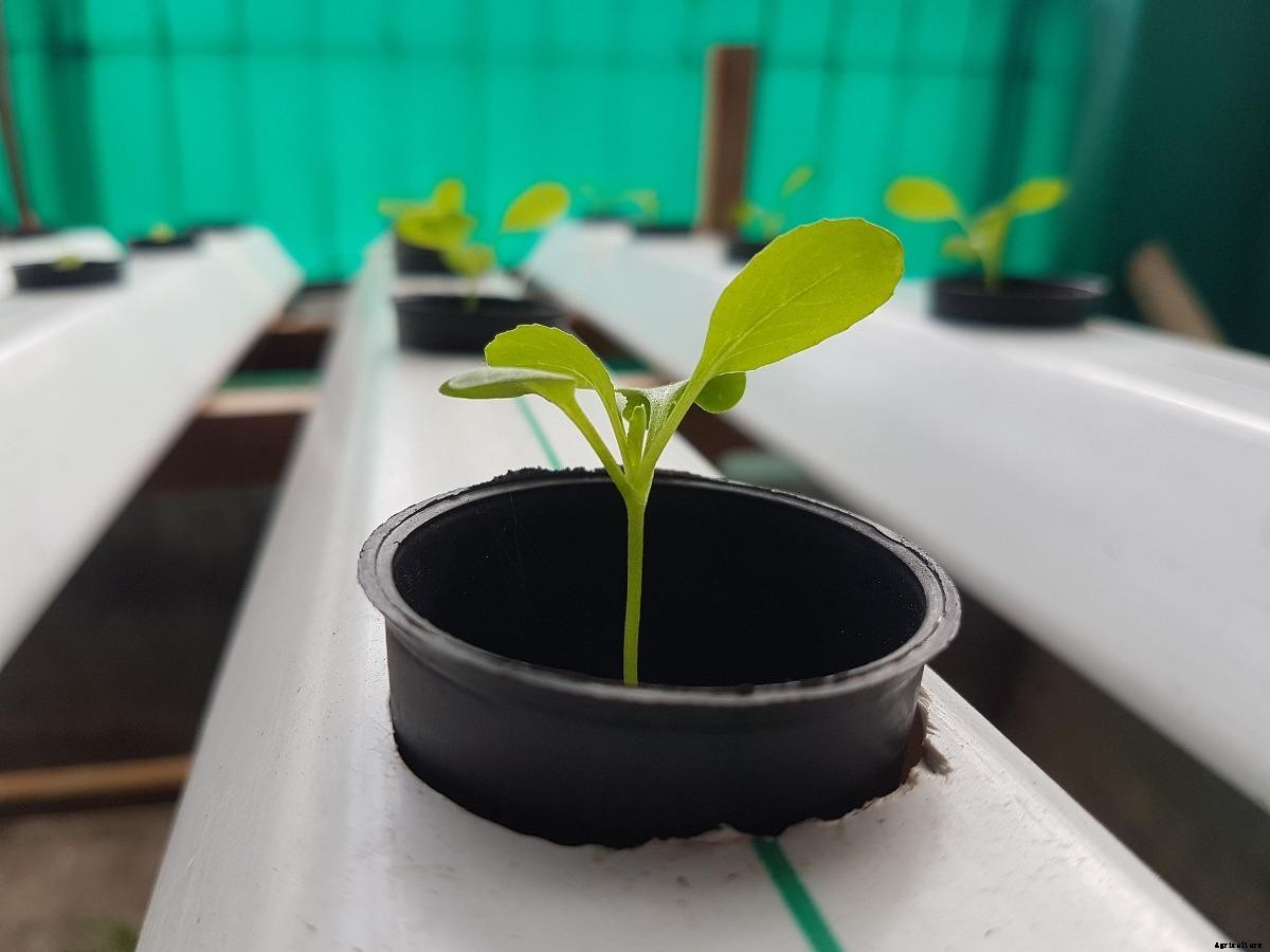 Hydroponic Seed Germination – a Full Guide