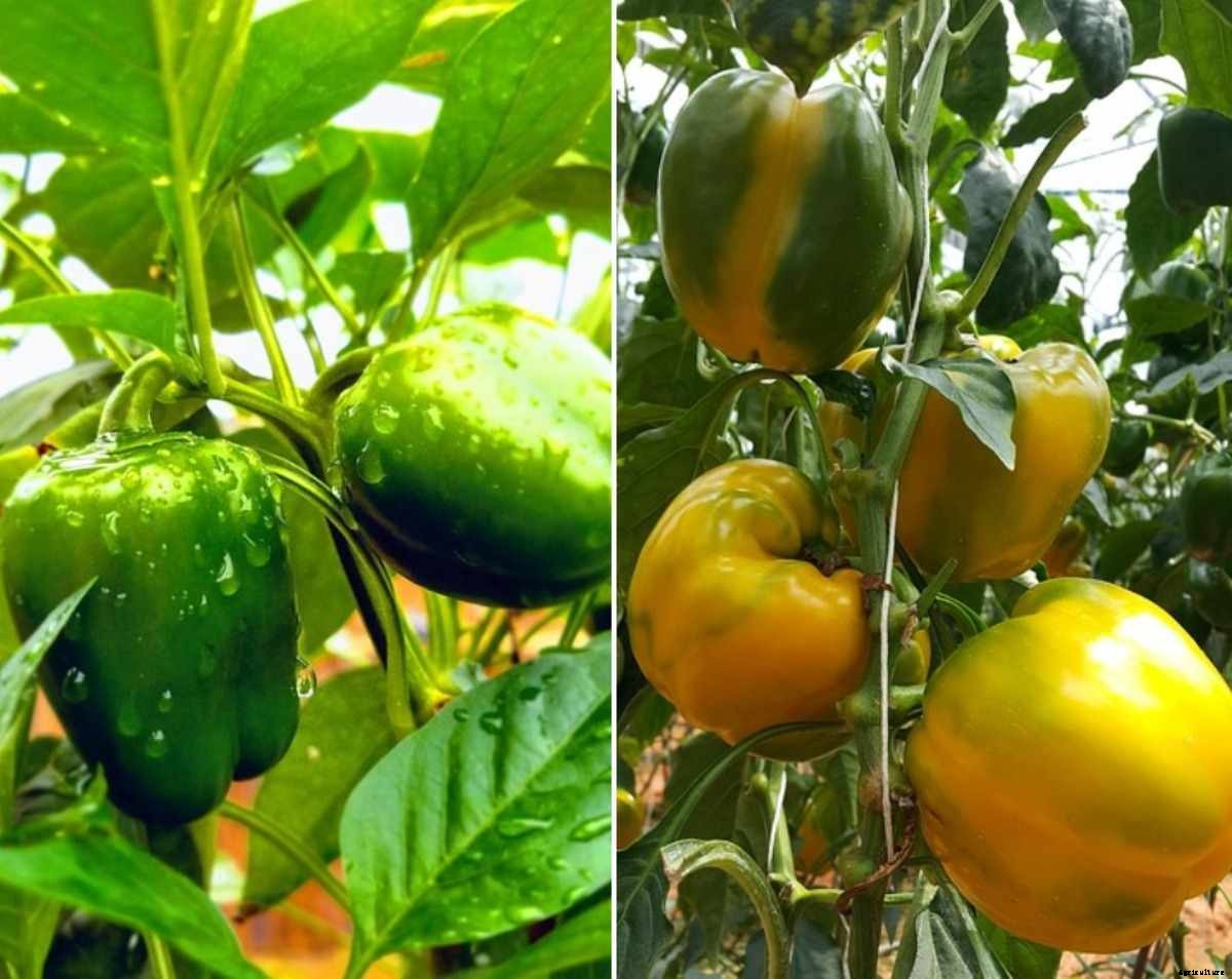 Growing Capsicum Hydroponically (Bell Pepper)