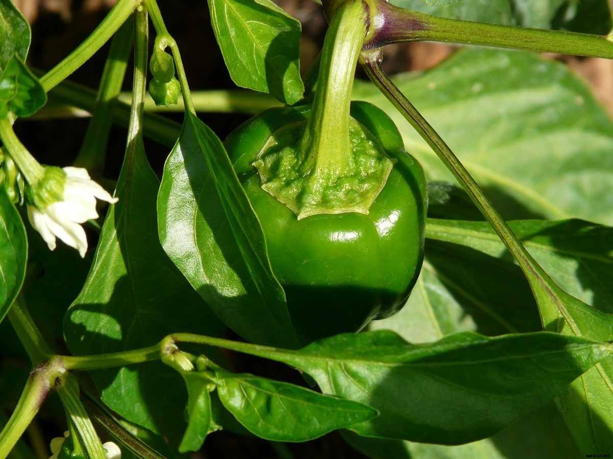 Growing Capsicum Hydroponically (Bell Pepper)