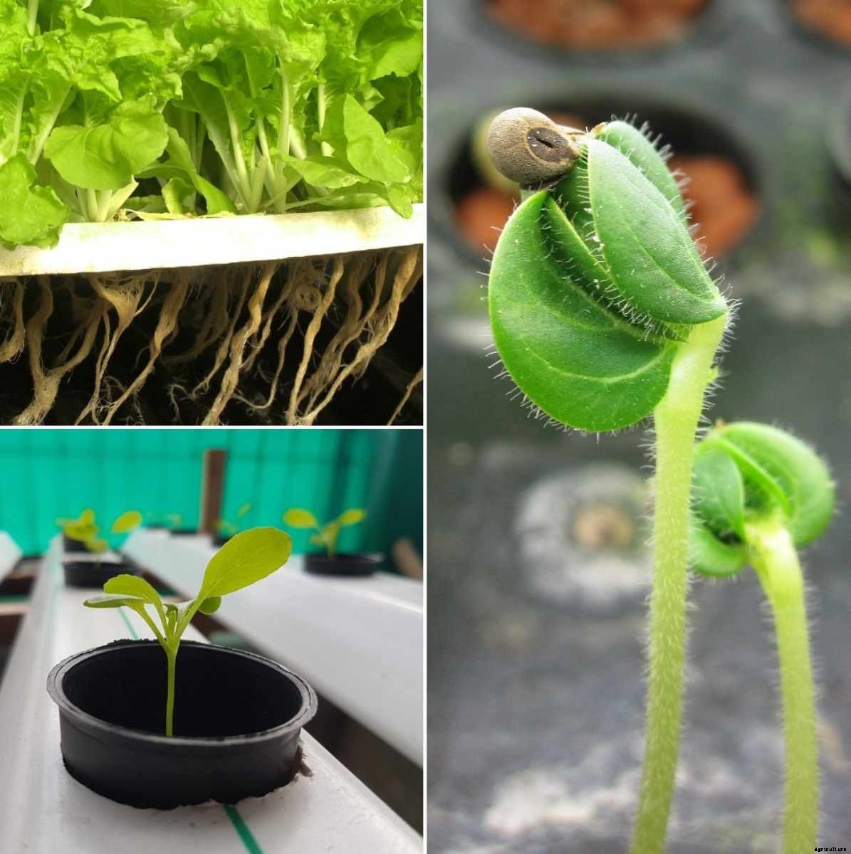 Hydroponics Gardening Tips, Techniques – a Full Guide