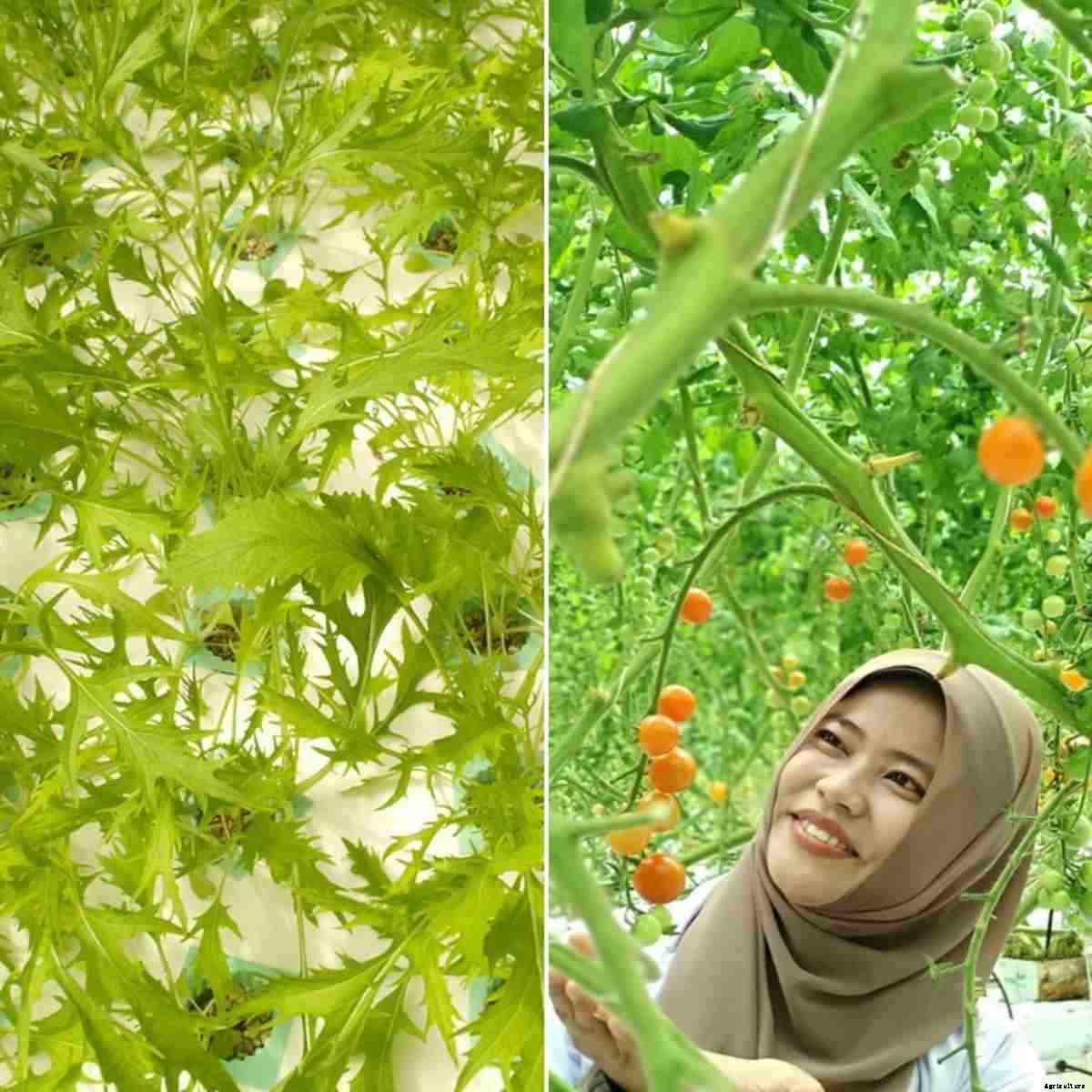 Hydroponics Gardening Tips, Techniques – a Full Guide