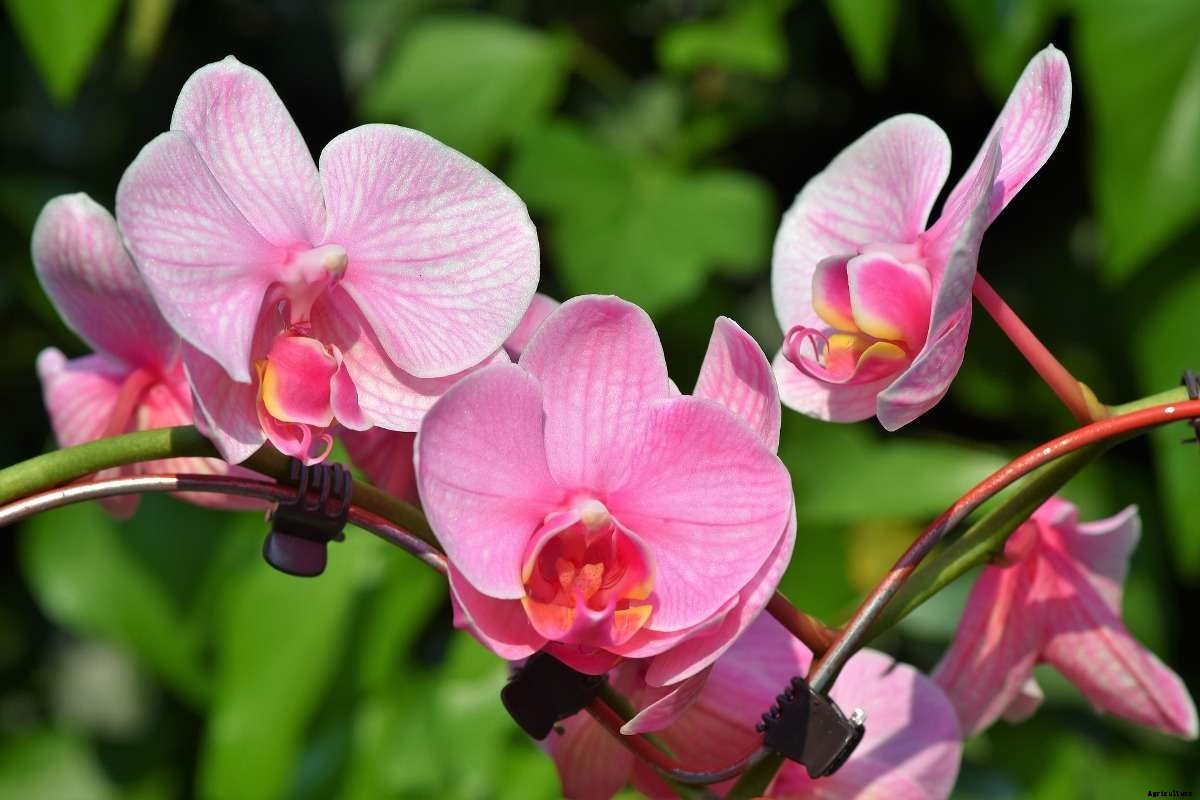 Growing Orchids Hydroponically – a Full Guide