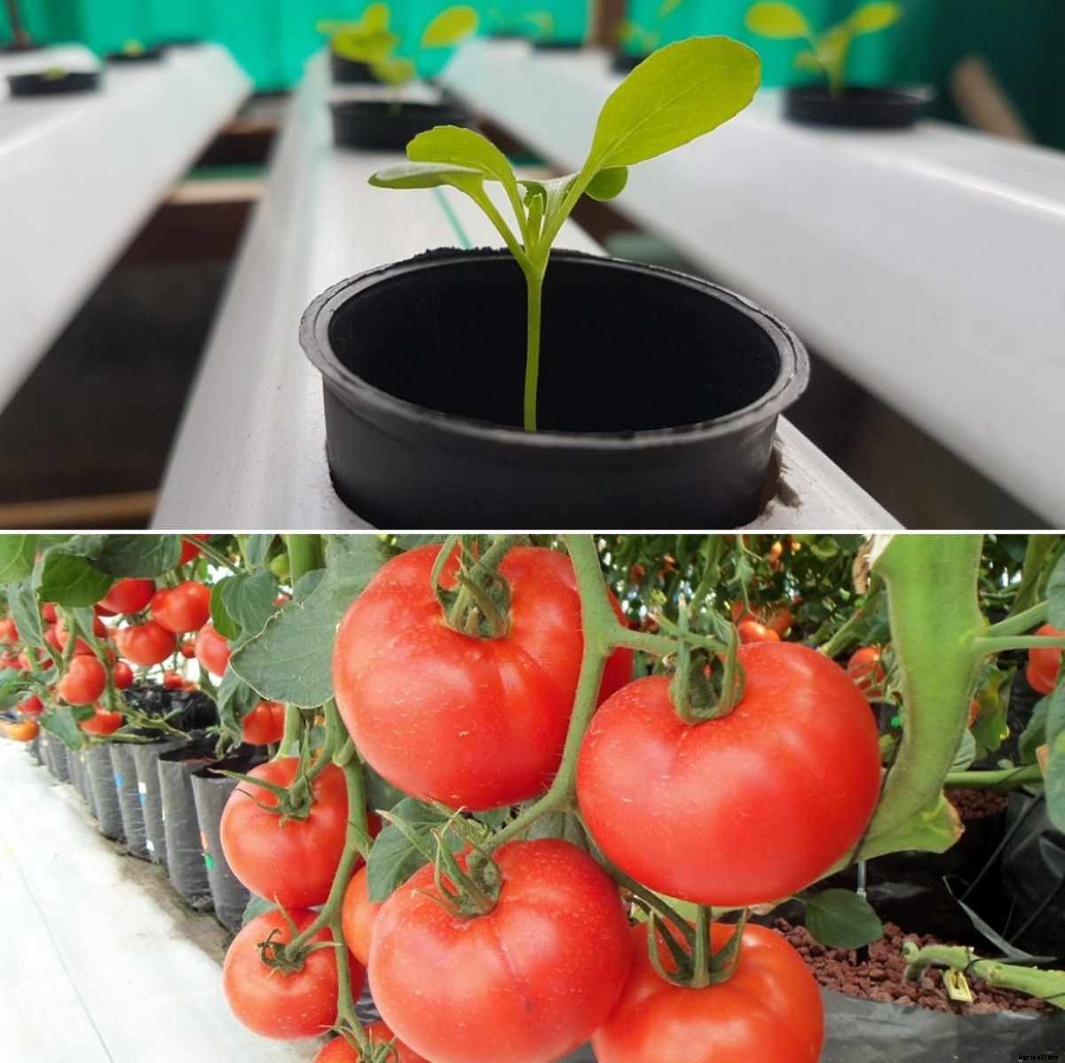 Hydroponic Setup Cost, Requirements – a Full Guide