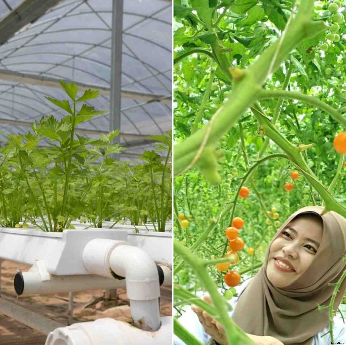 Hydroponic Setup Cost, Requirements – a Full Guide