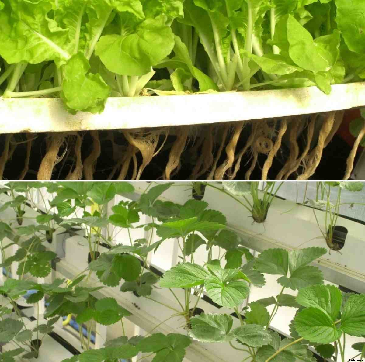 Hydroponic Setup Cost, Requirements – a Full Guide