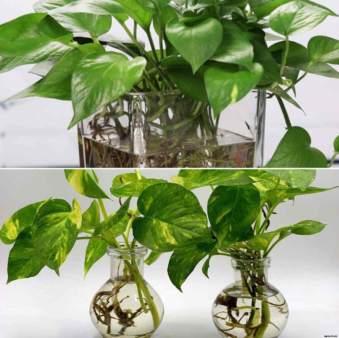 Growing Hydroponic Money Plant (Devil’s Ivy/Pothos)