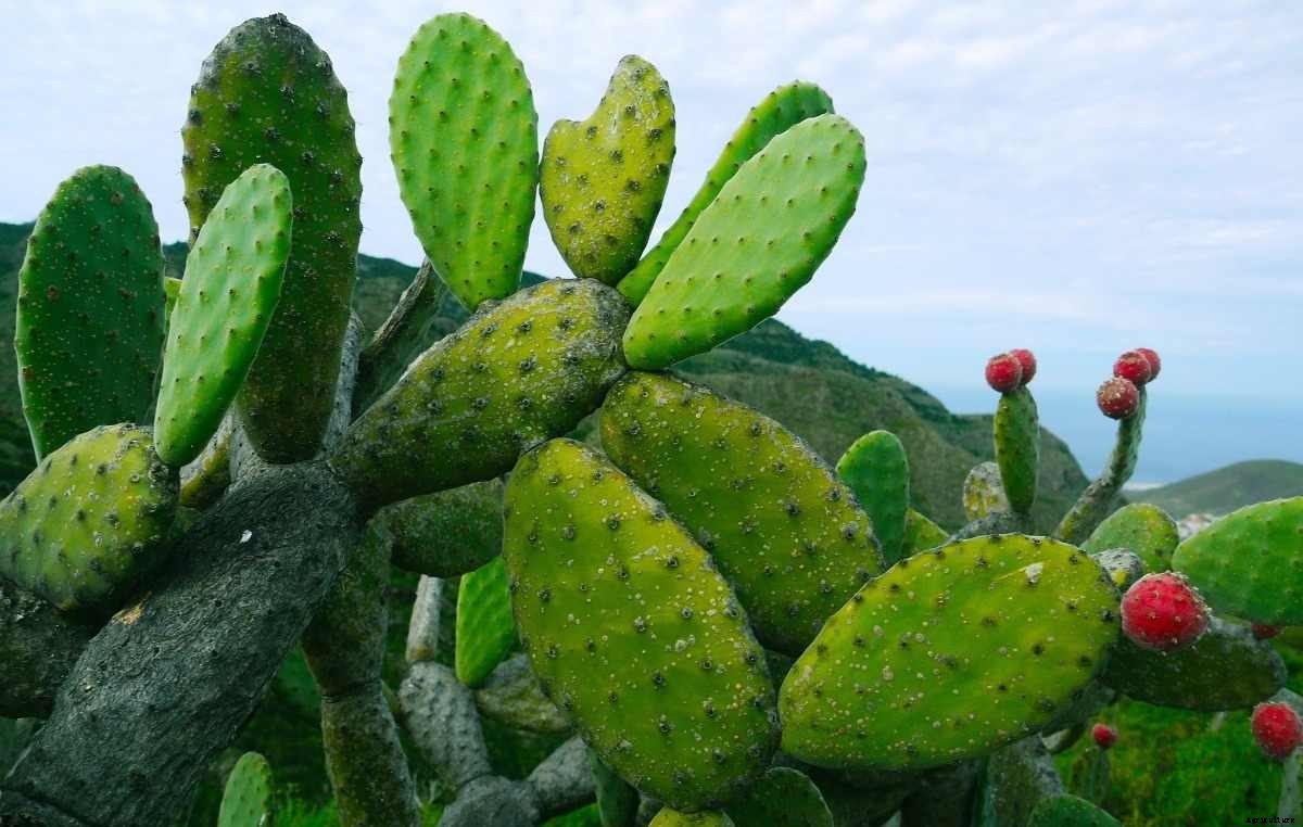 Growing Hydroponic Cactus – a Full Guide
