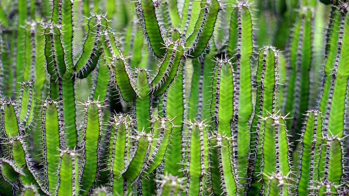 Growing Hydroponic Cactus – a Full Guide