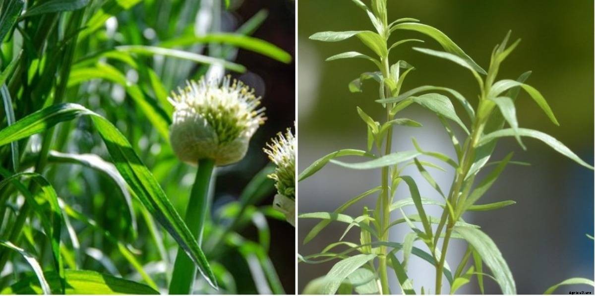 Growing Tarragon Hydroponically – a Full Guide