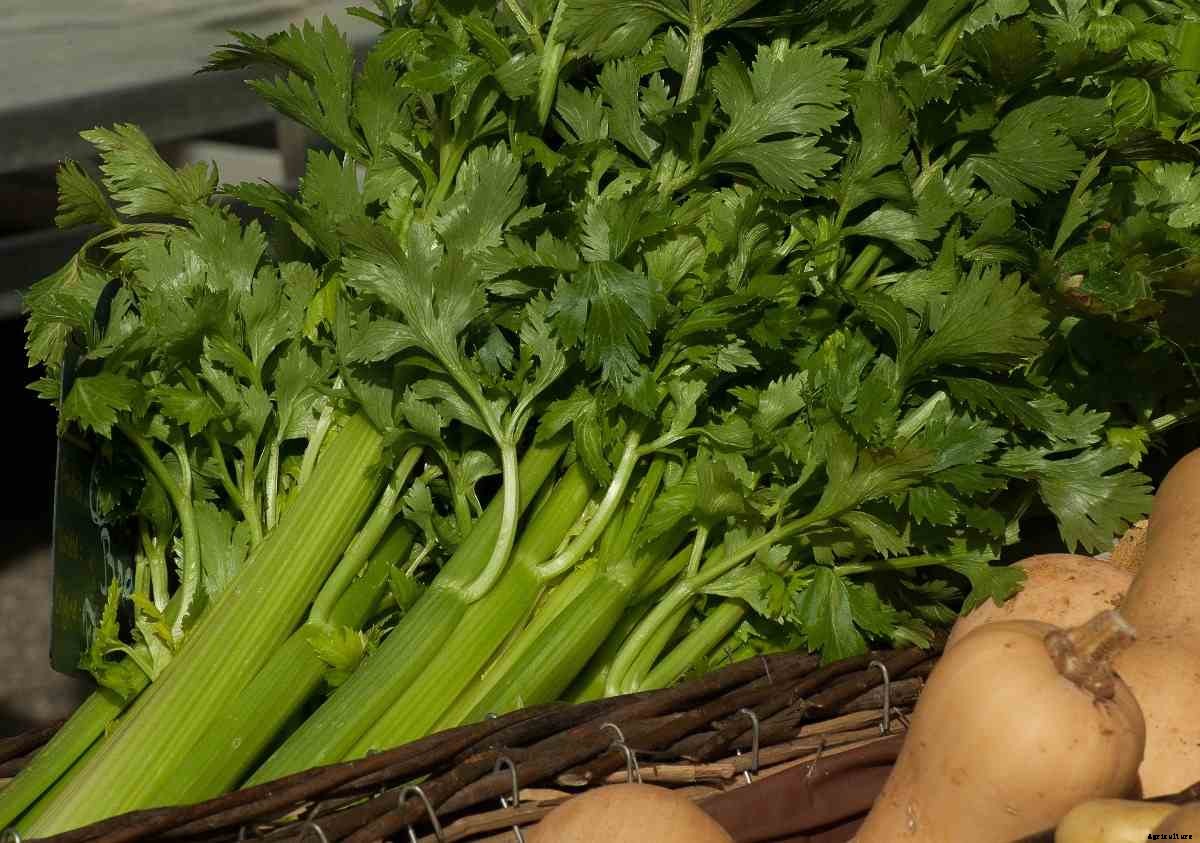 Growing Celery Hydroponically – a Full Guide