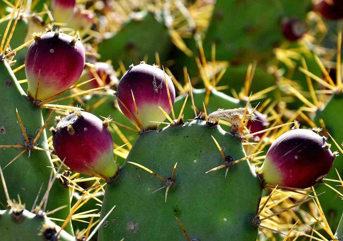 Growing Succulents Hydroponically – a Full Guide