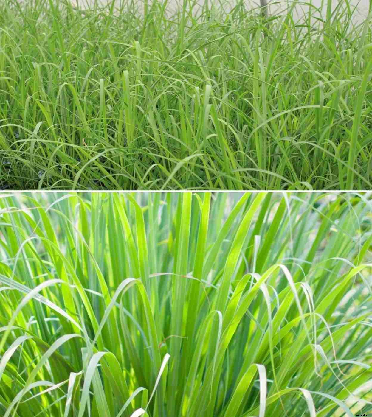 Growing Lemongrass Hydroponically – A Full Guide
