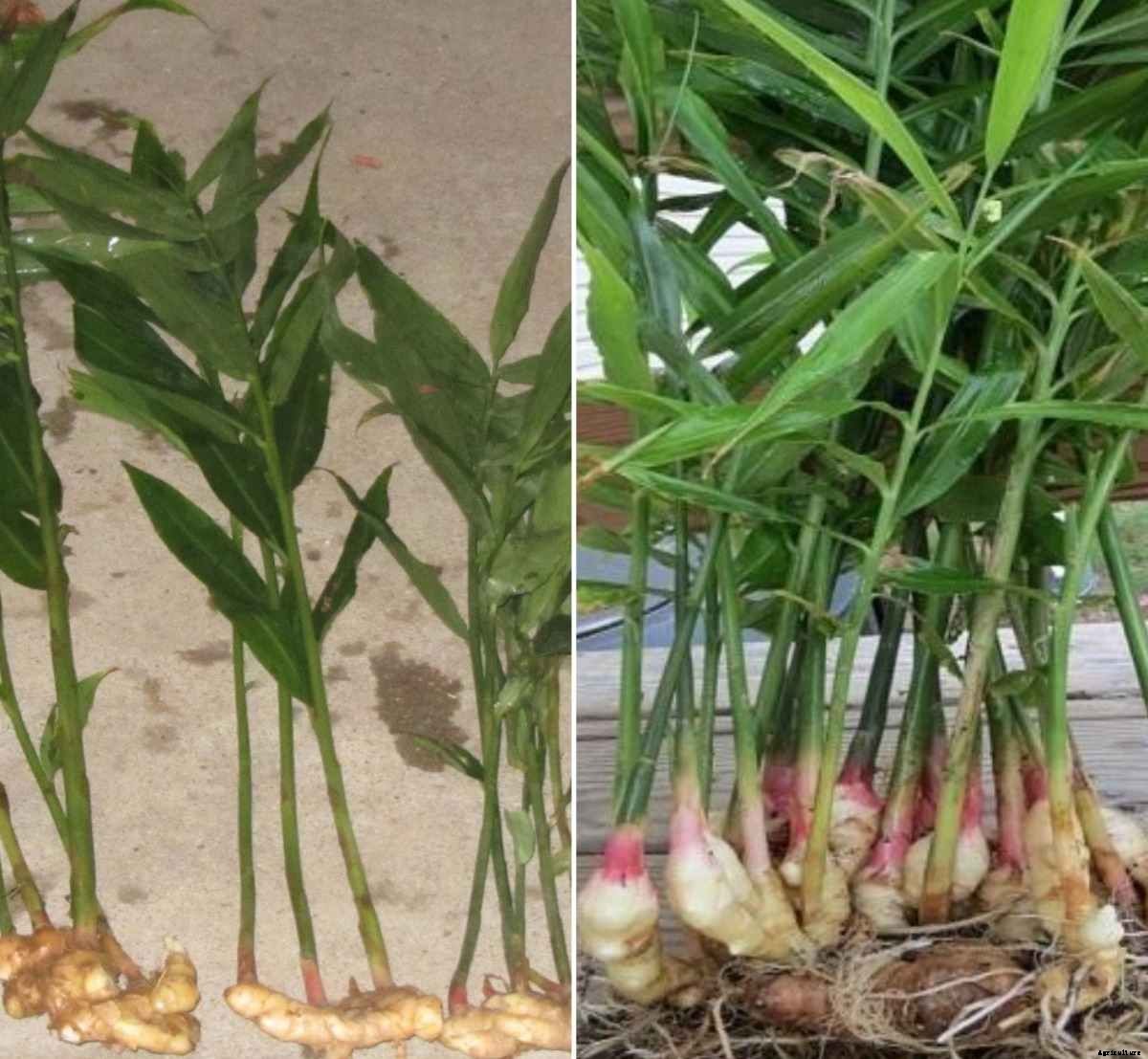 Growing Ginger Hydroponically, Hydroponic Nutrients