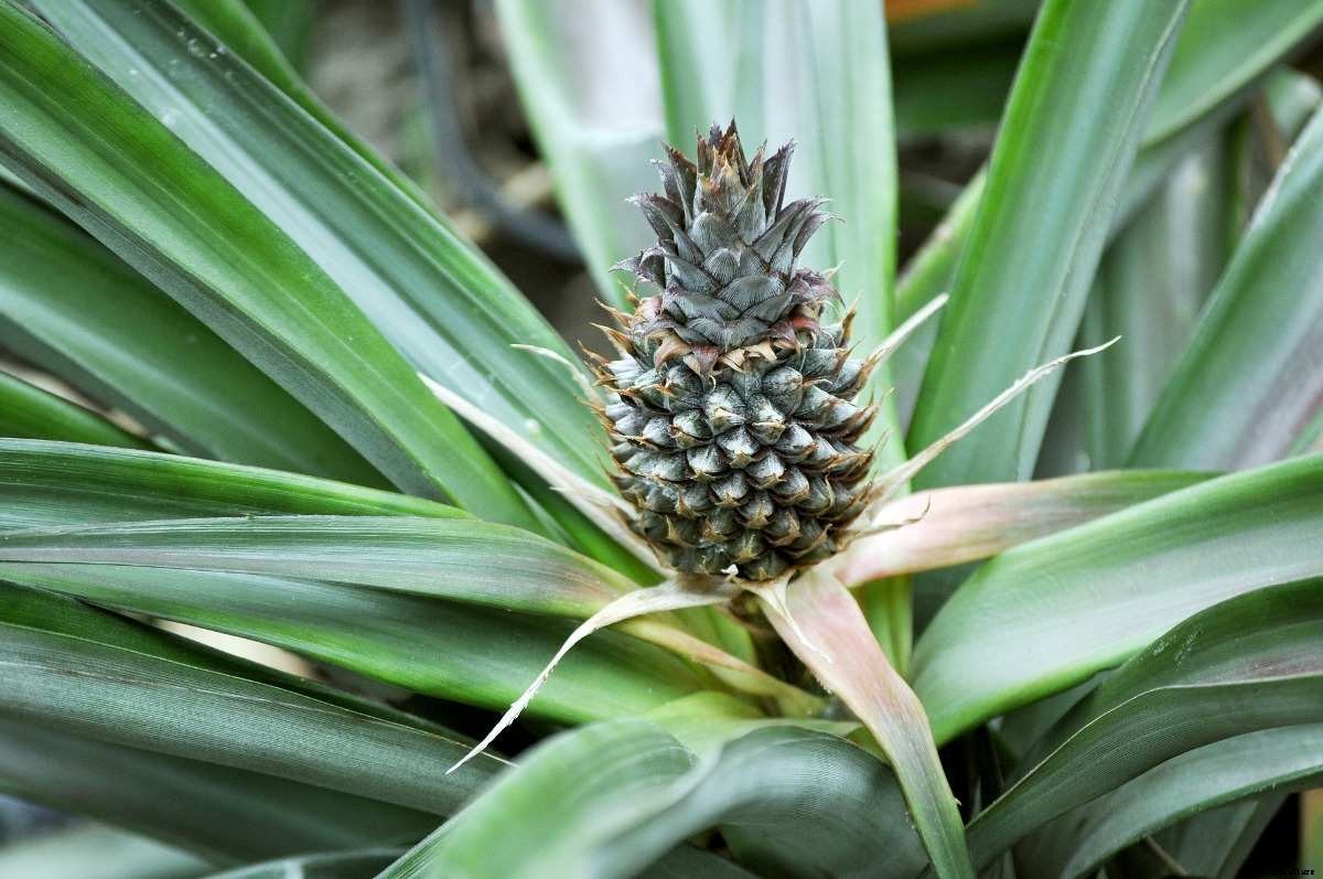 Growing Hydroponic Pineapples – A Full Guide
