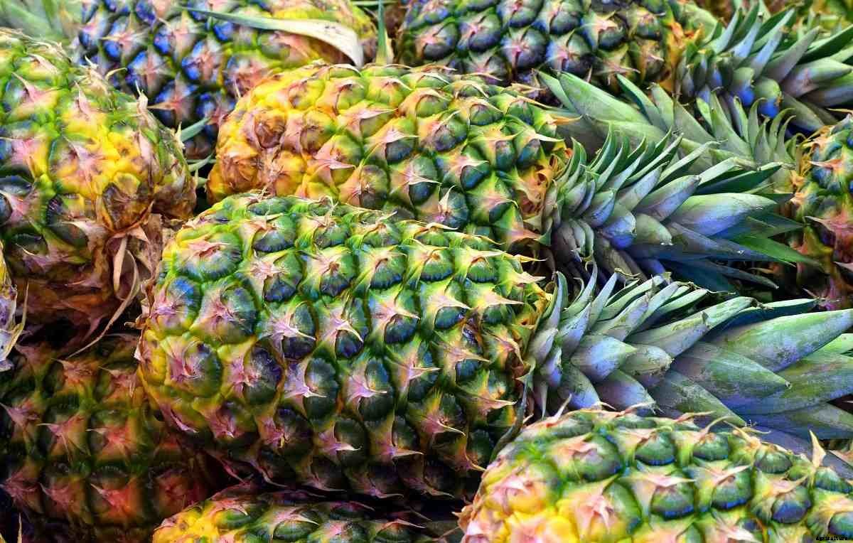 Growing Hydroponic Pineapples – A Full Guide
