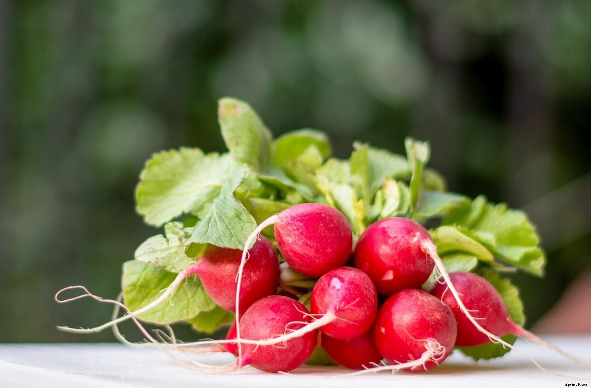 Growing Hydroponic Radish, Process, Requirements