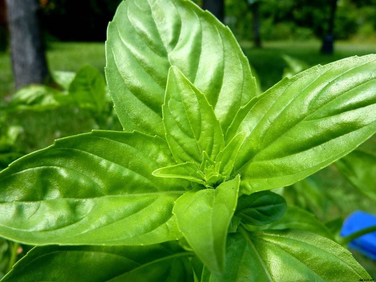 Growing Hydroponic Basil, Hydroponic Basil Nutrients
