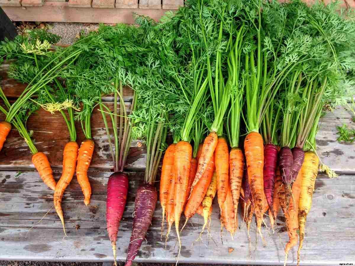 Growing Hydroponic Carrots – A Full Guide