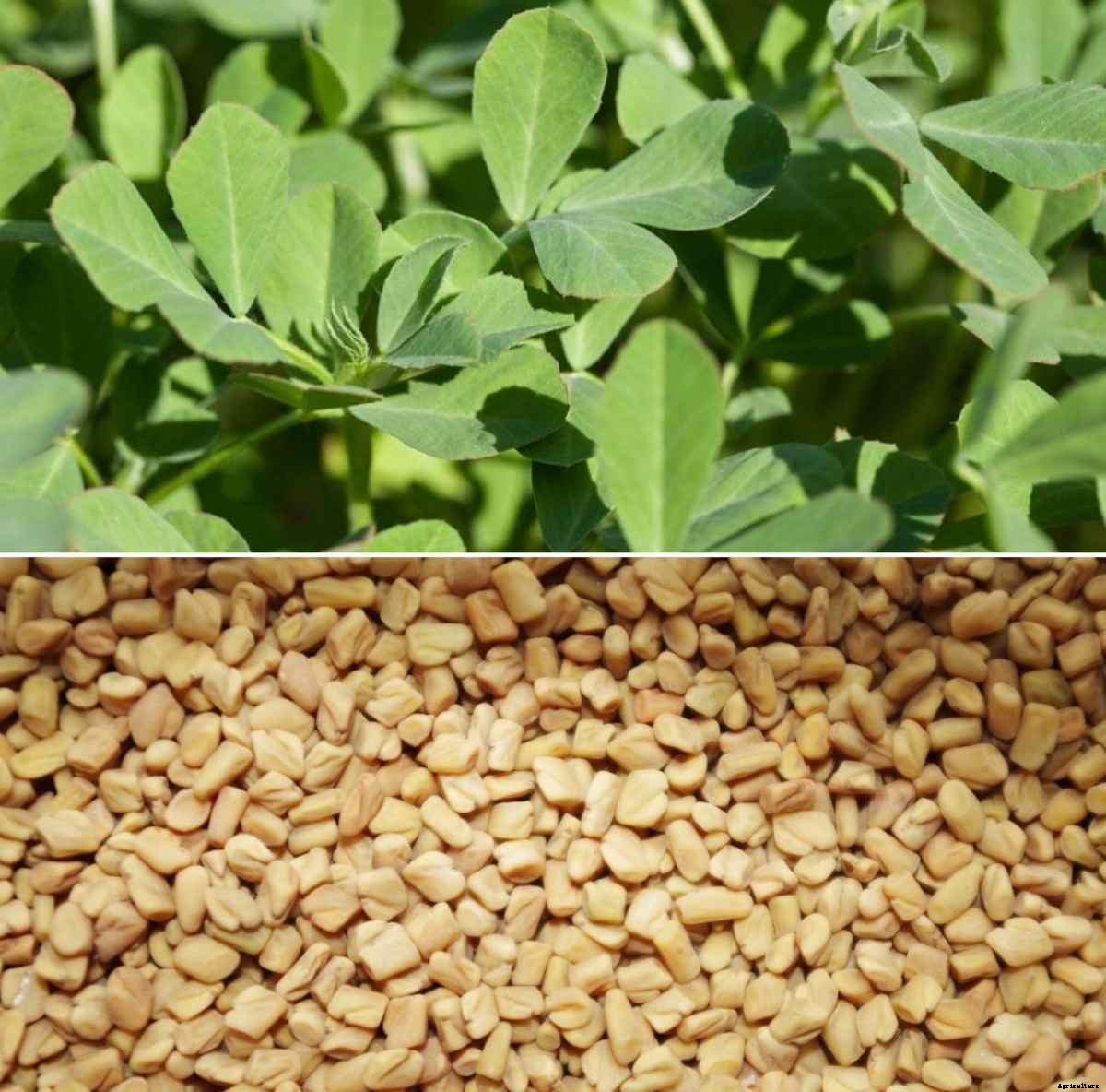Growing Hydroponic Fenugreek, Growing without Soil