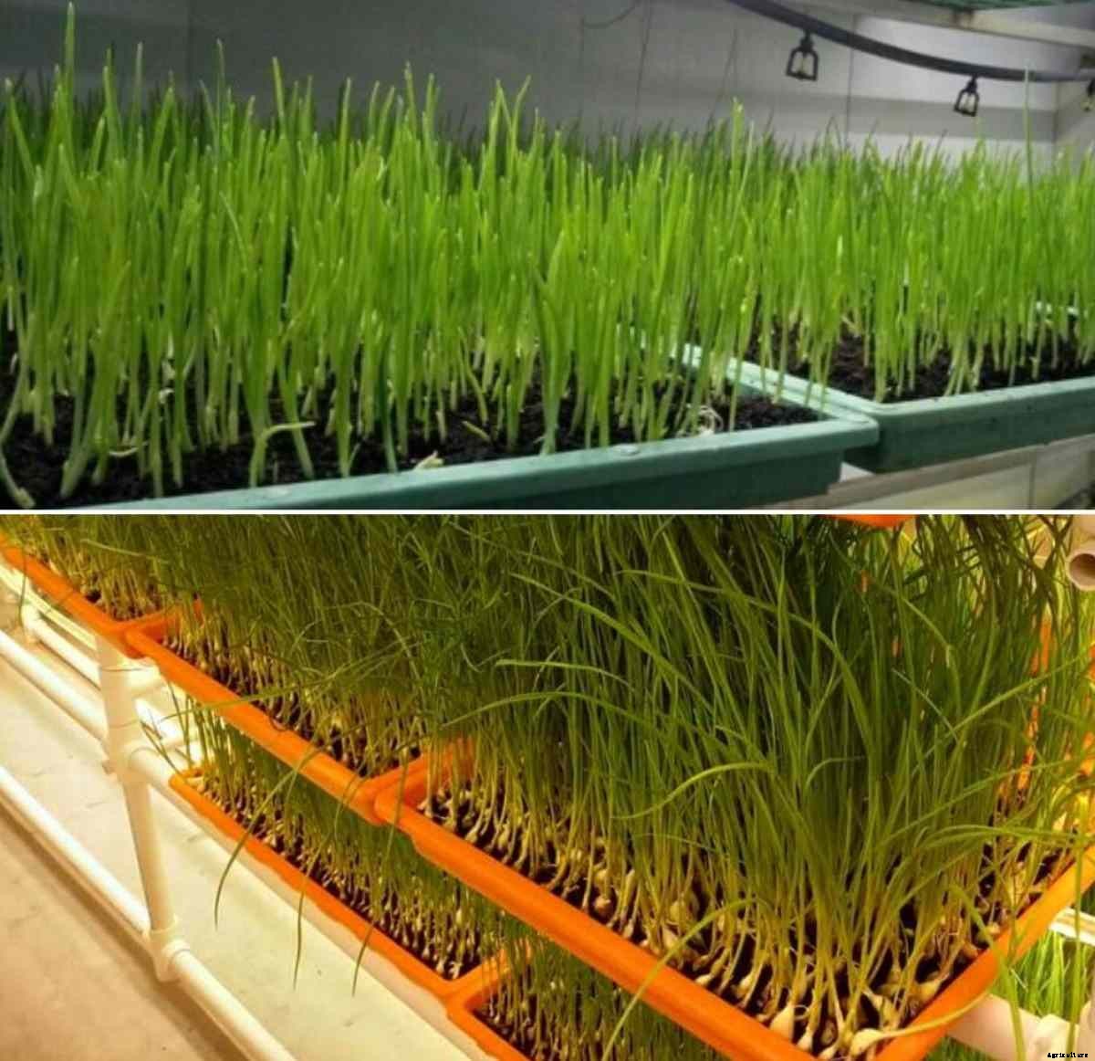 Growing Garlic Hydroponically, Nutrients for Garlic Plants