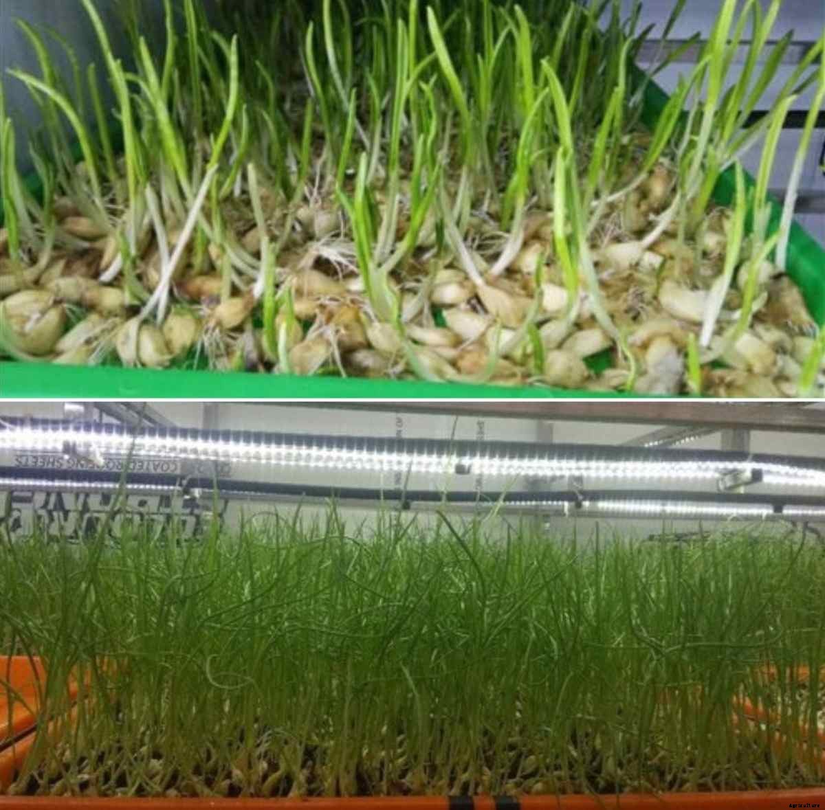 Growing Garlic Hydroponically, Nutrients for Garlic Plants