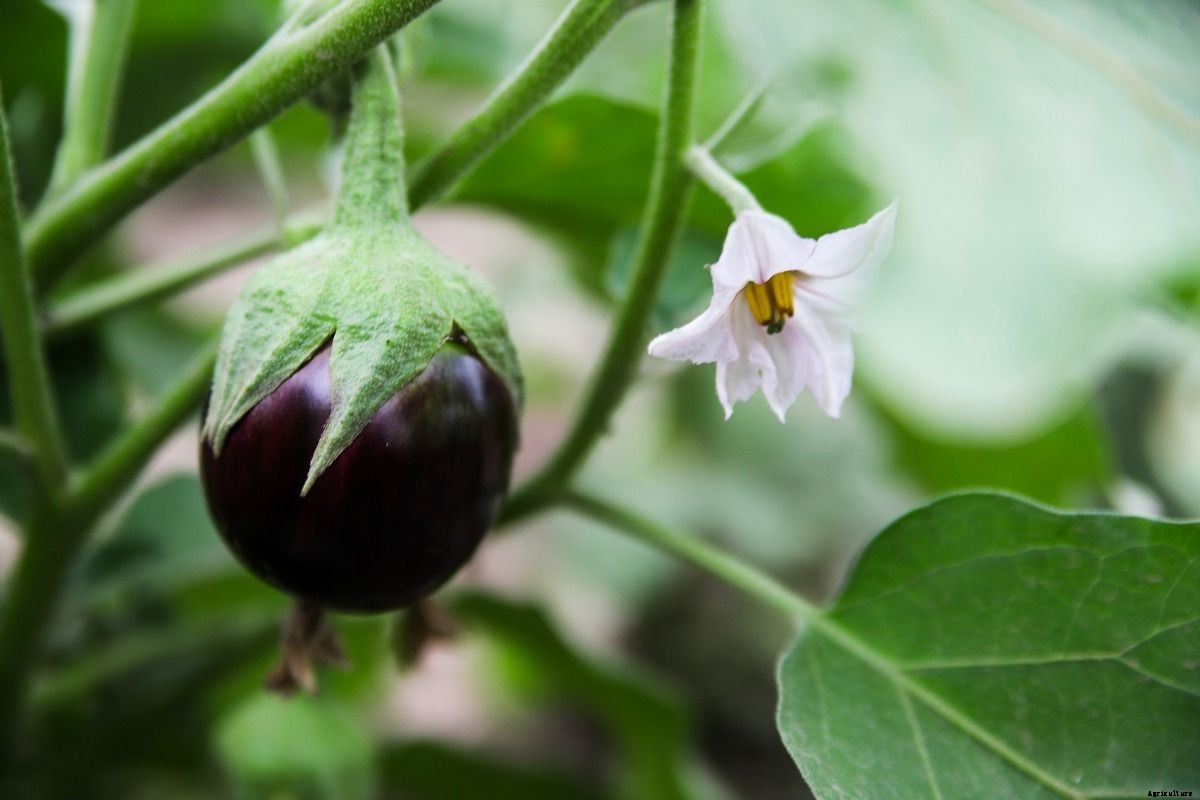 Growing Eggplant in Aquaponics (Baigan/Brinjal/Vankaya)